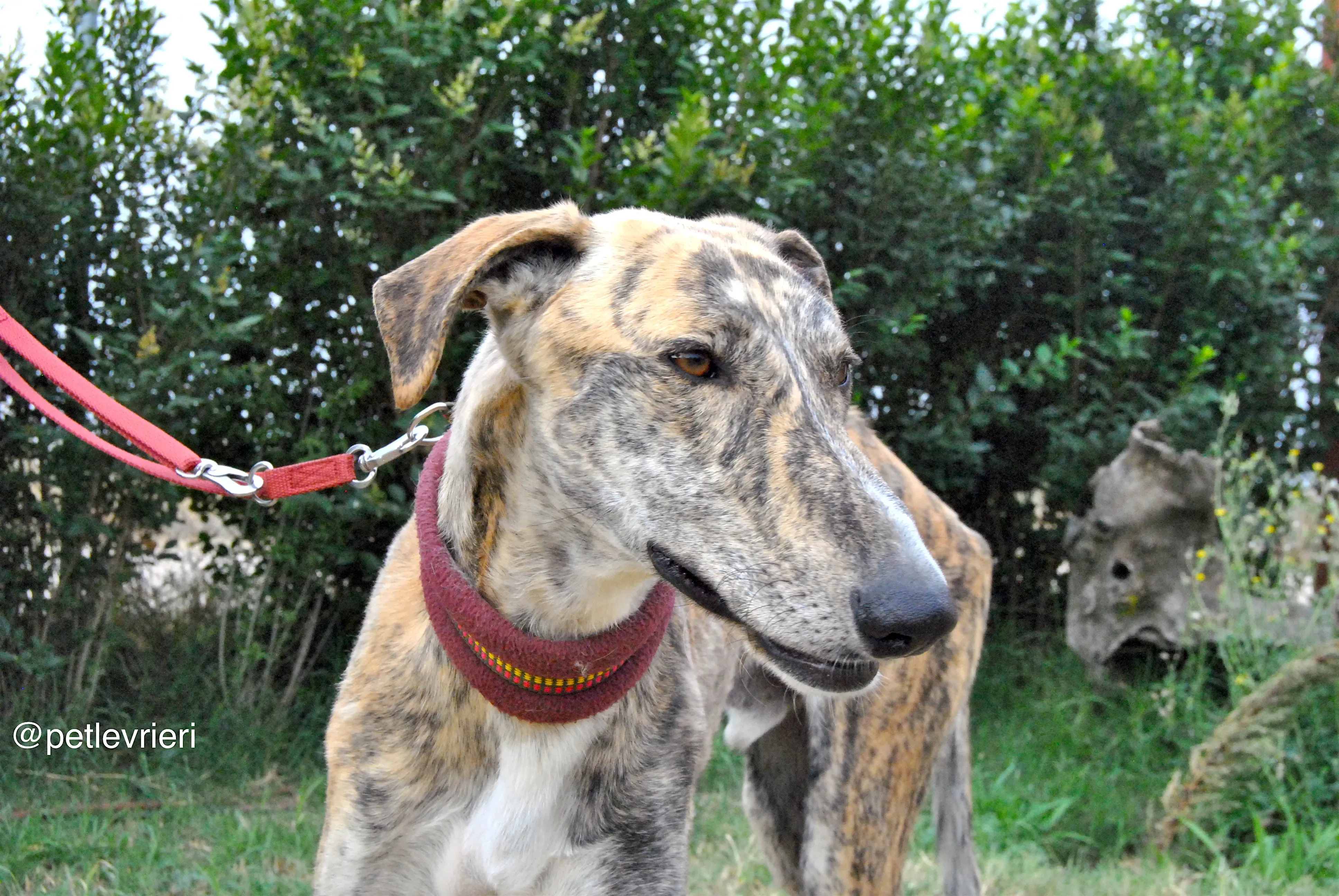 7 yasi adozione levrieri galgo