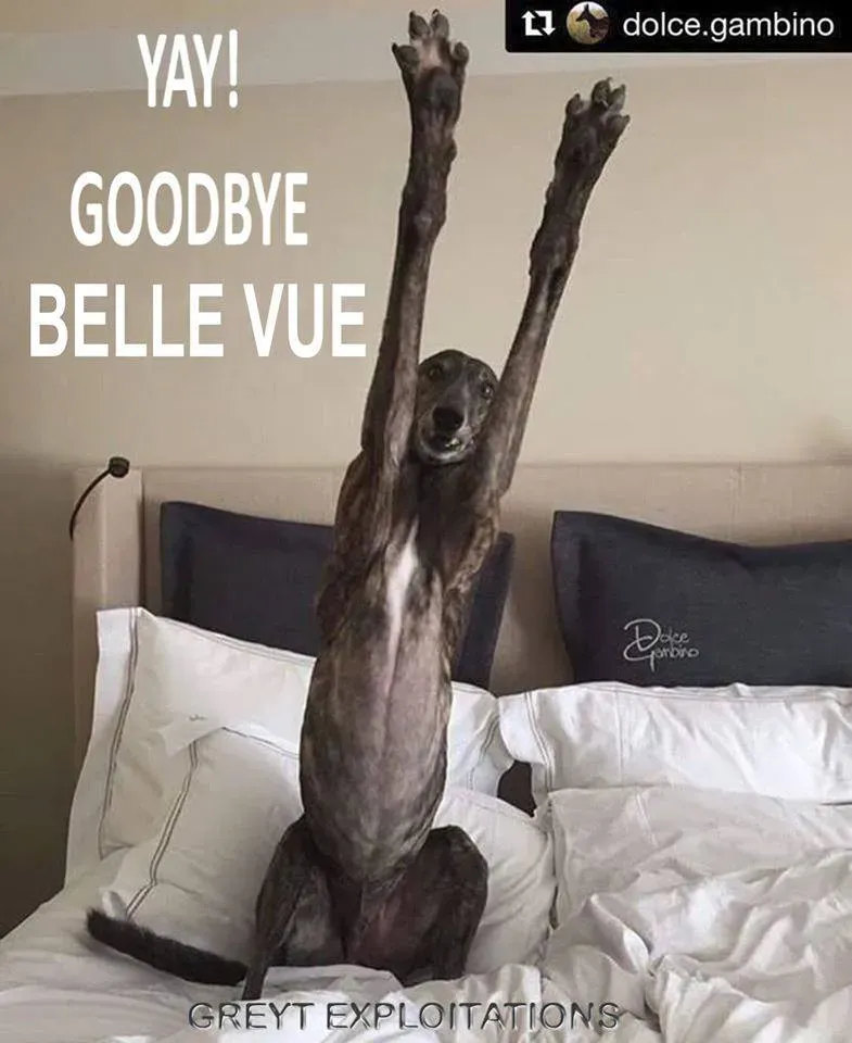 80039014 10158396419913072 5493353408846888960 n