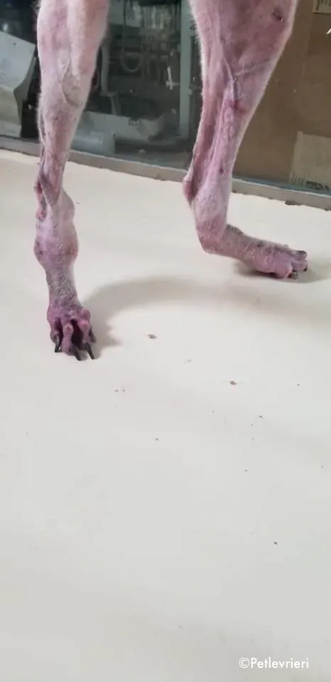 80418692 2687370771346761 2945511910449086464 n