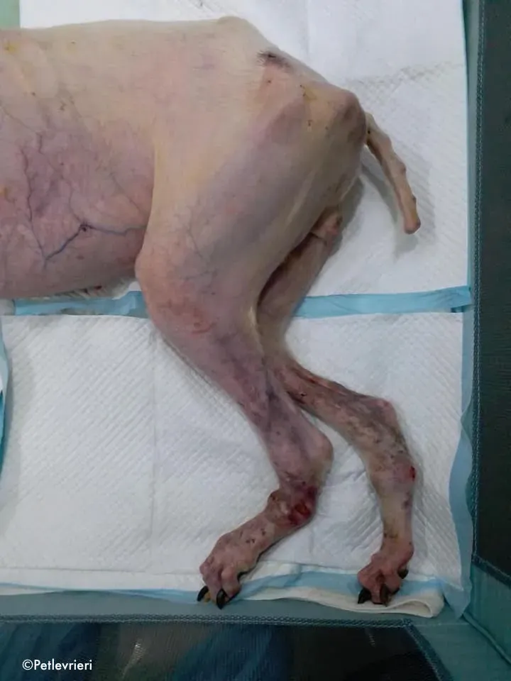 80479931 2687370871346751 5809003813993971712 n