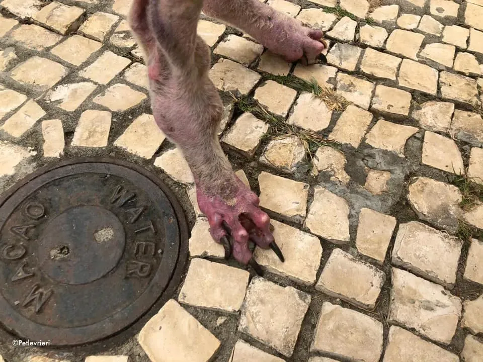 80490675 2687370638013441 527477427681624064 n