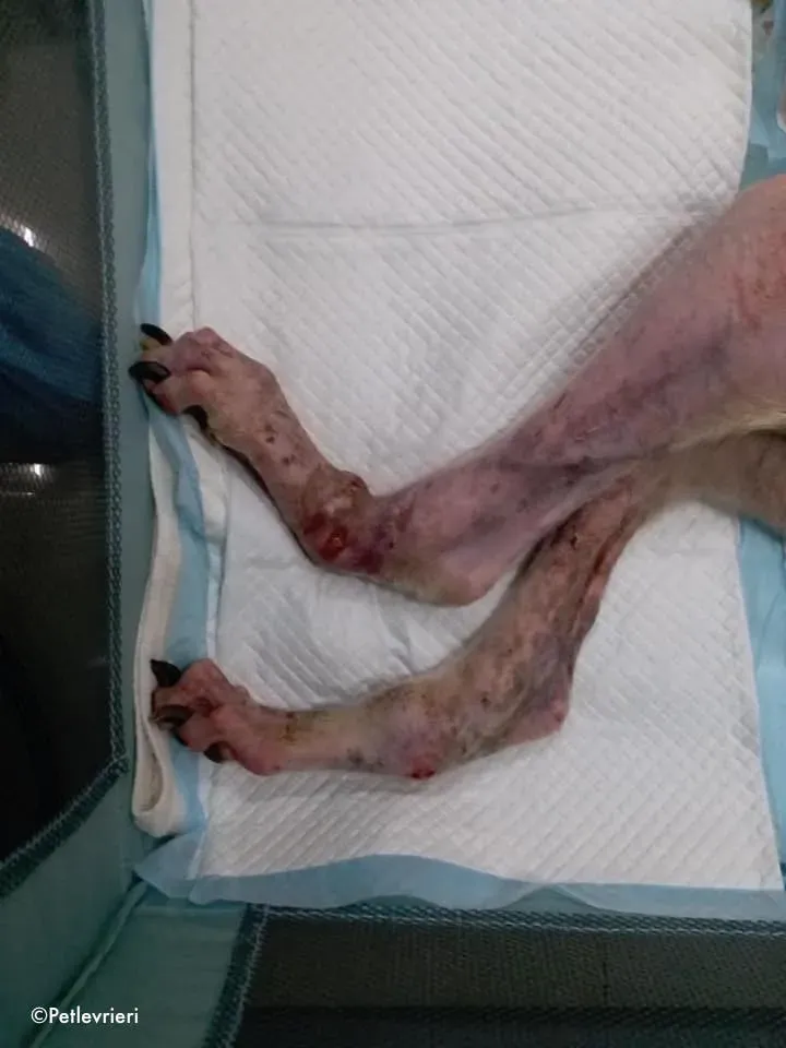 80550719 2687370901346748 3473434477131202560 n