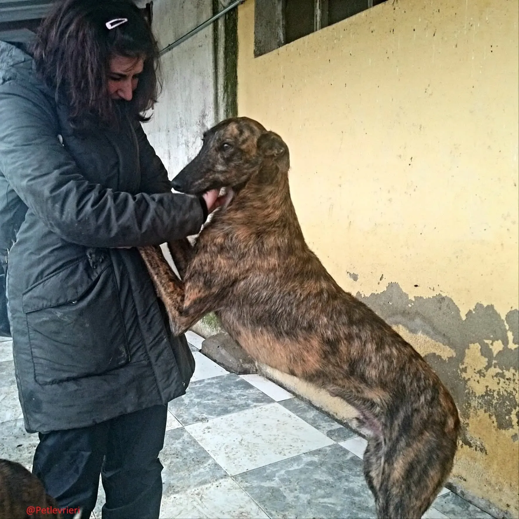 8061 adozione levrieri galgo 01