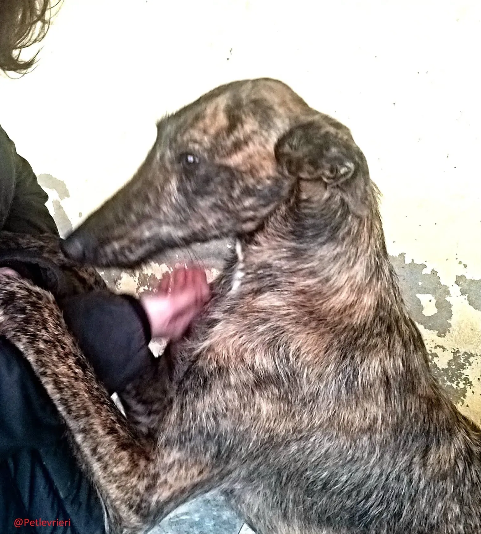 8061 adozione levrieri galgo 02