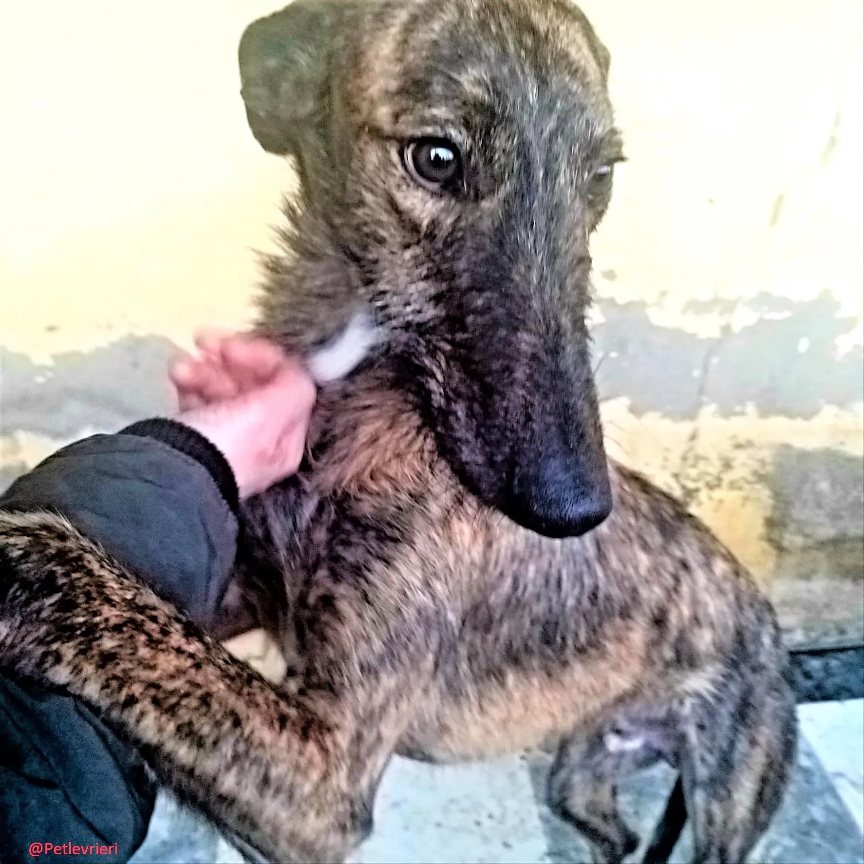 8061 adozione levrieri galgo 03 2