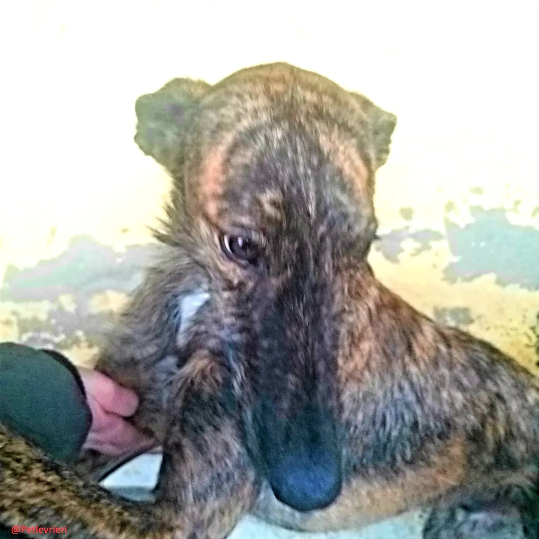 8061 adozione levrieri galgo 04 2