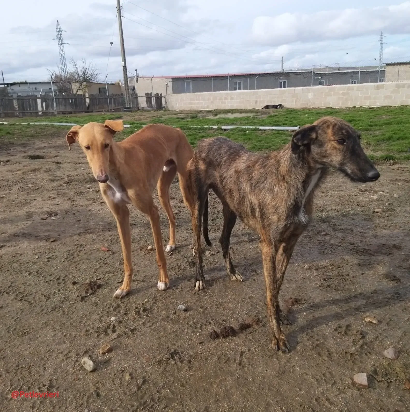 8061 adozione levrieri galgo 05