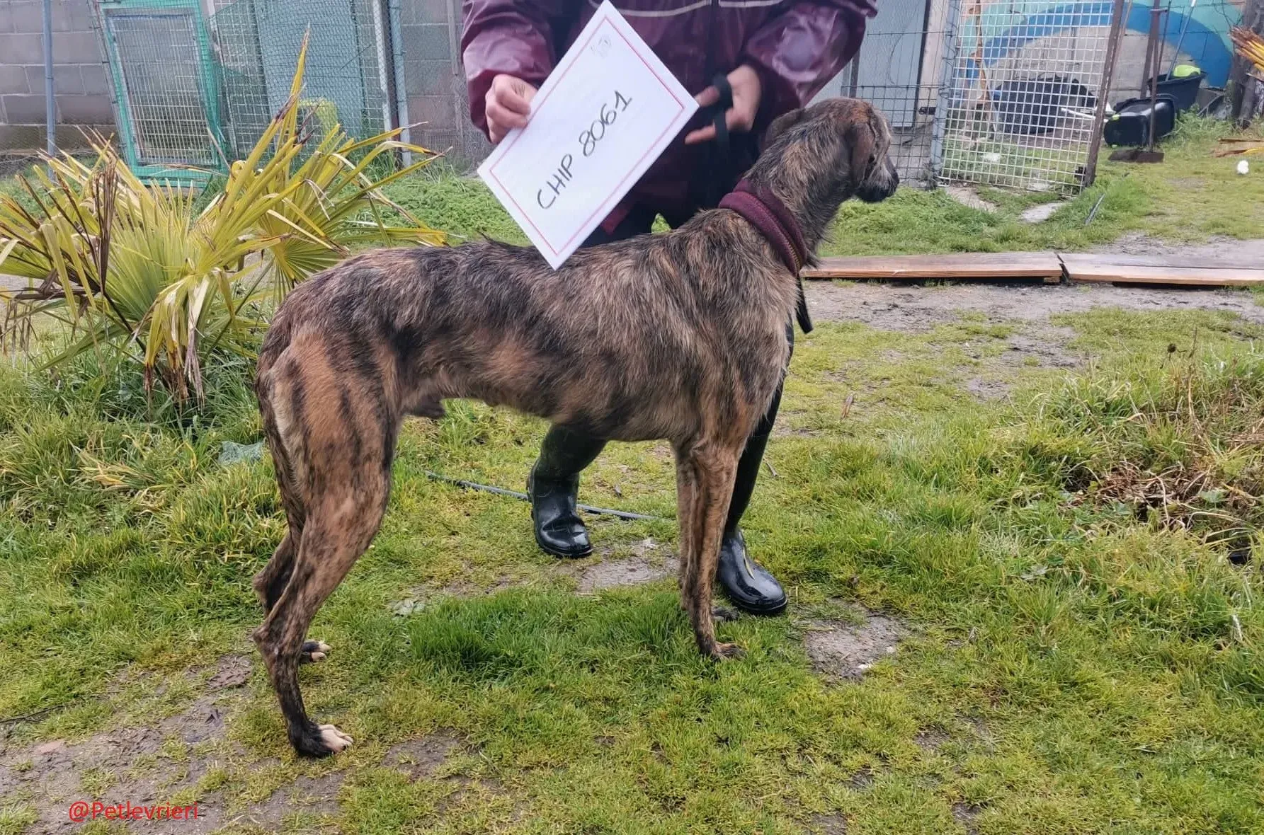 8061 adozione levrieri galgo 06 2