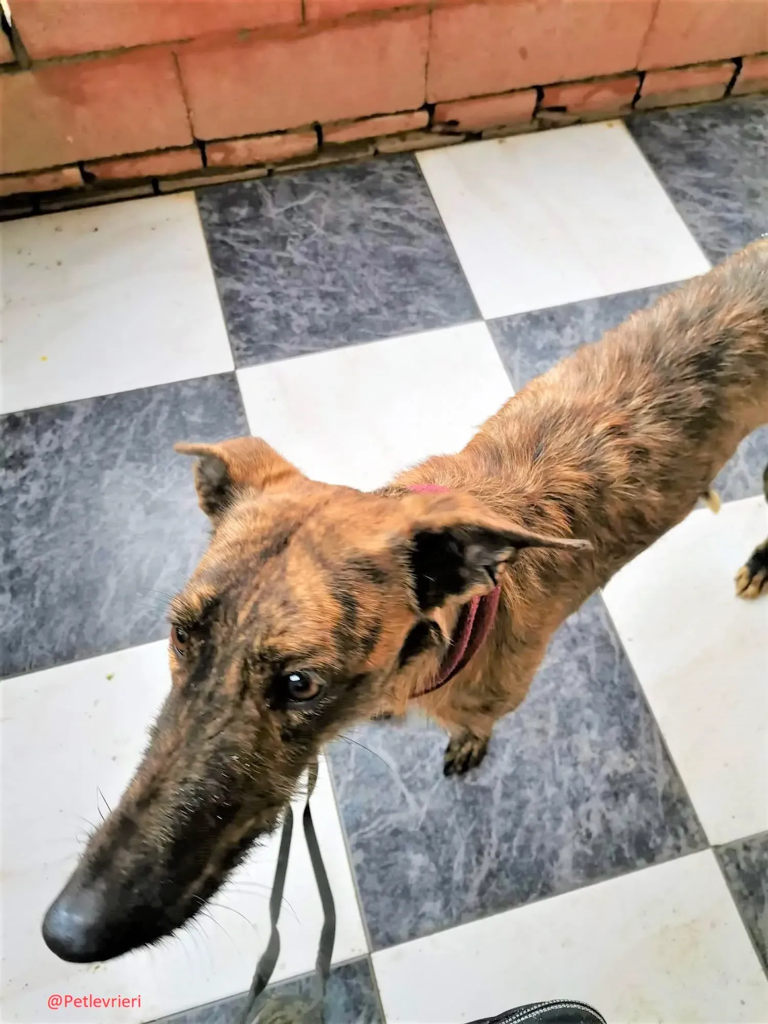 8061 adozione levrieri galgo 07 2