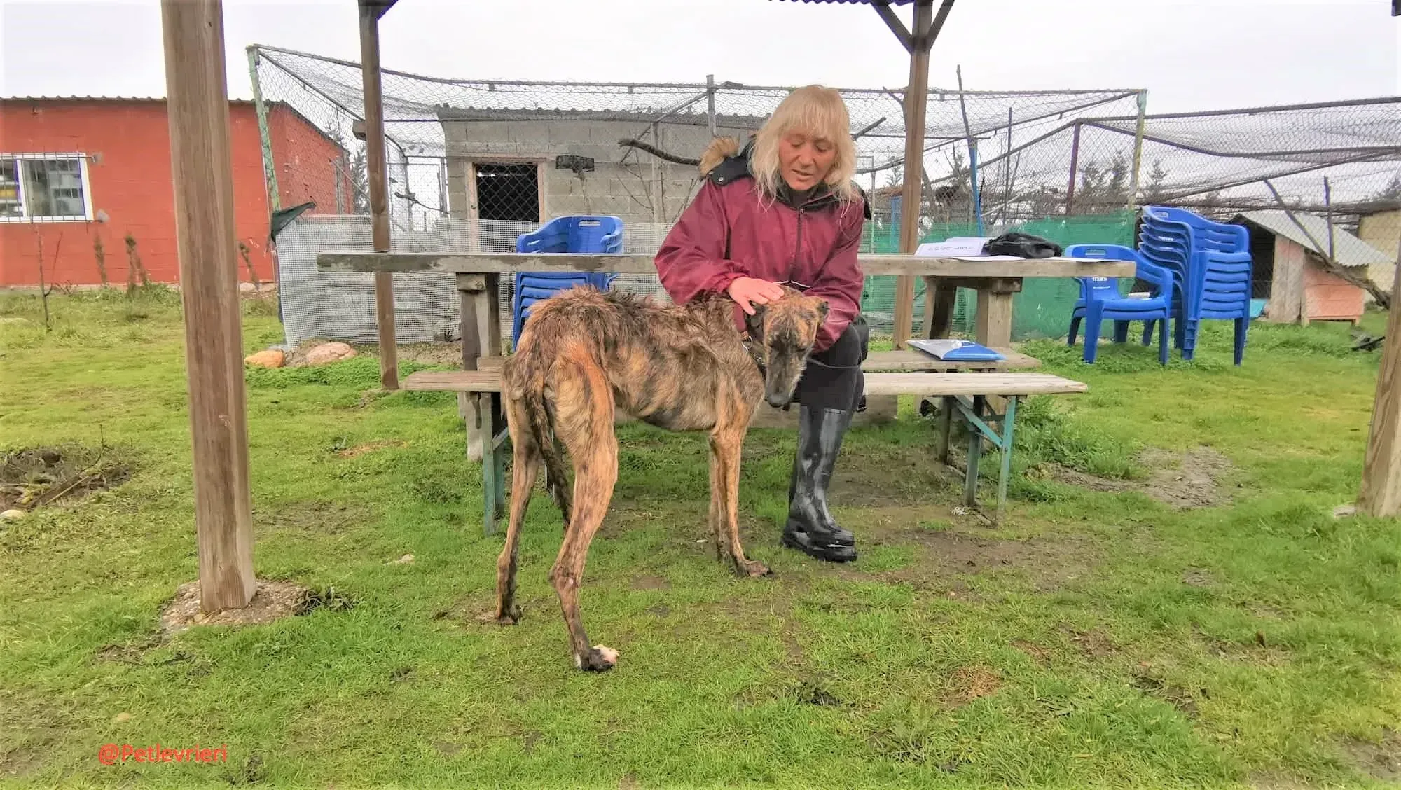 8061 adozione levrieri galgo 08 2