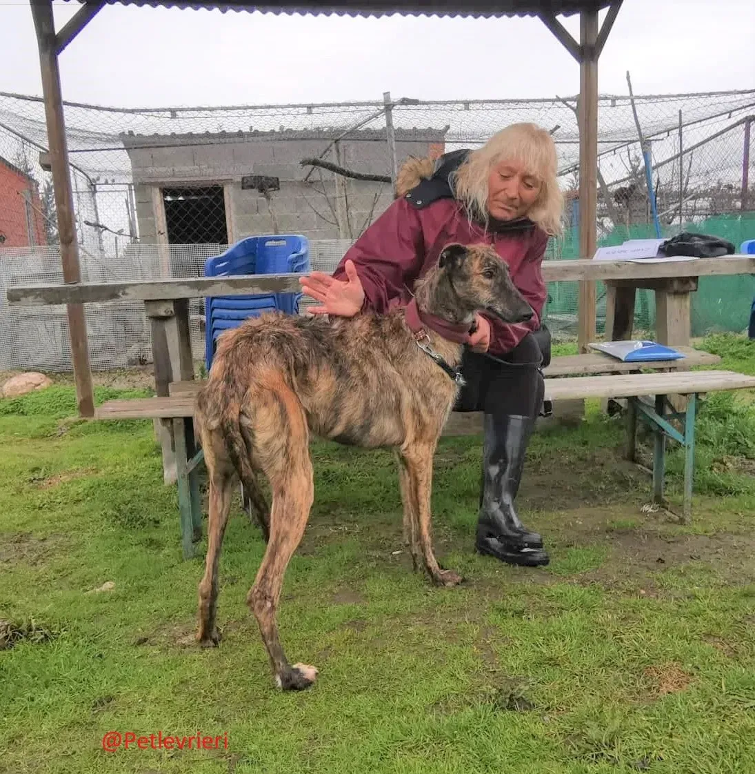 8061 adozione levrieri galgo 09 2