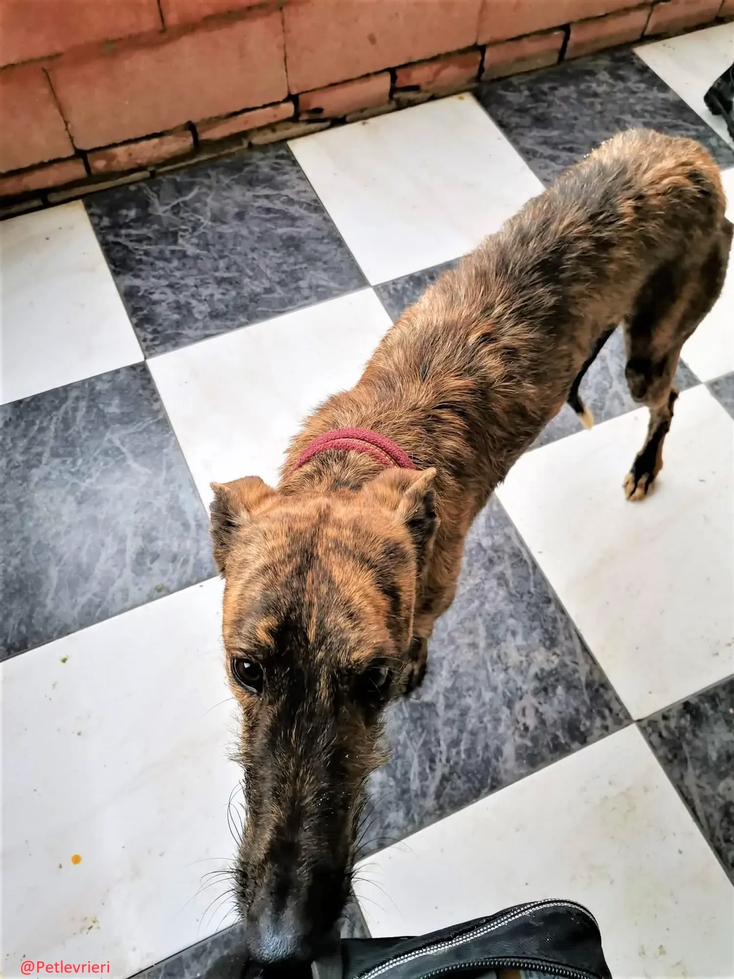 8061 adozione levrieri galgo 10 2