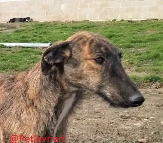 8061 adozione levrieri galgo 11