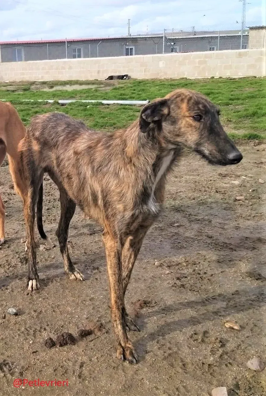 8061 adozione levrieri galgo 12