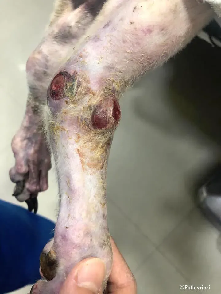 80639105 2687371031346735 5536388792174247936 n