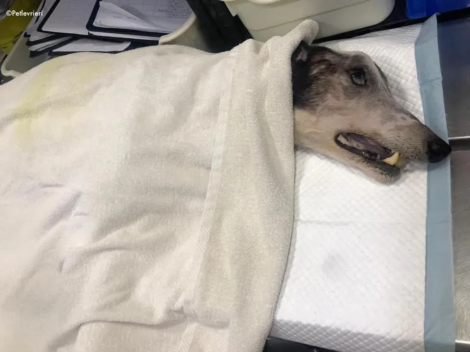 80812775 2687370558013449 730746813778231296 n