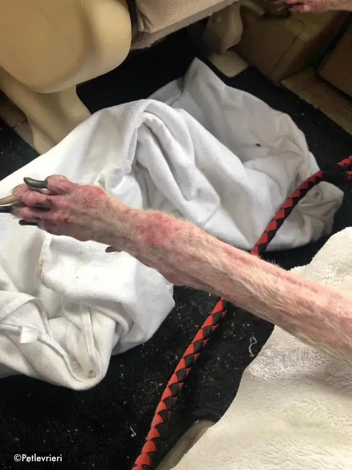 80823440 2687370778013427 8368867256565760000 n