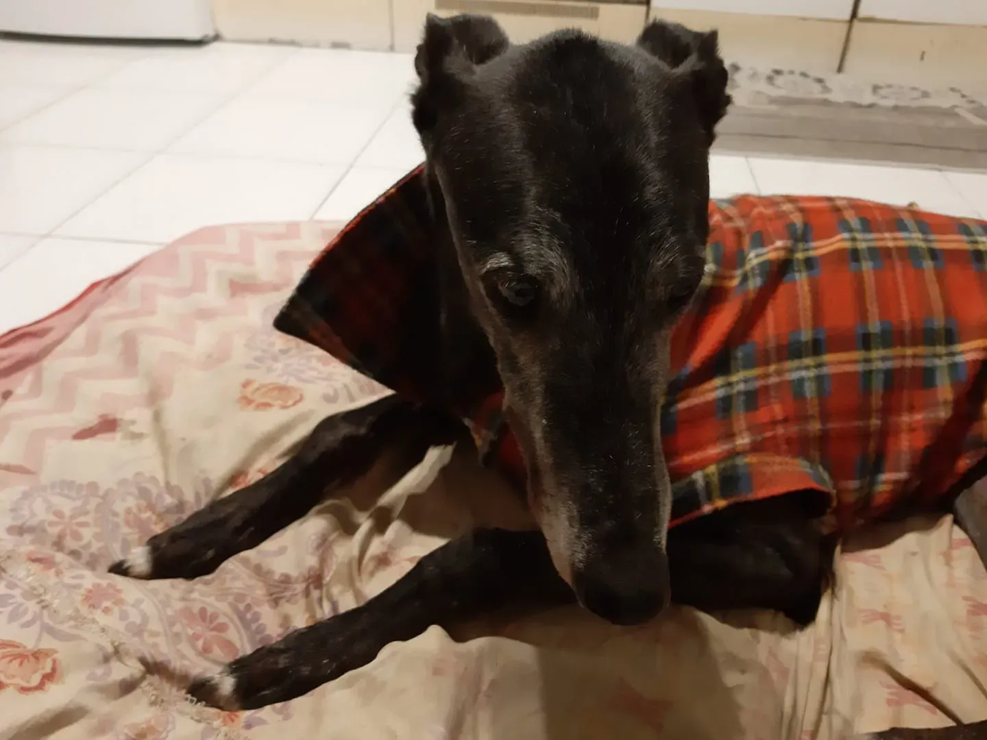 80856565 1140082456198235 8079503271040909312 o