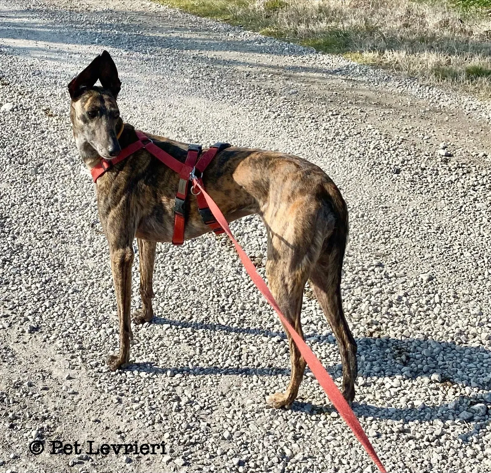 80980D04 522C 41DD 9C0A 6E2FBFF93558