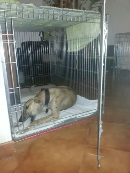 80d26c2bf82f2ba7401e5adb65c064f9