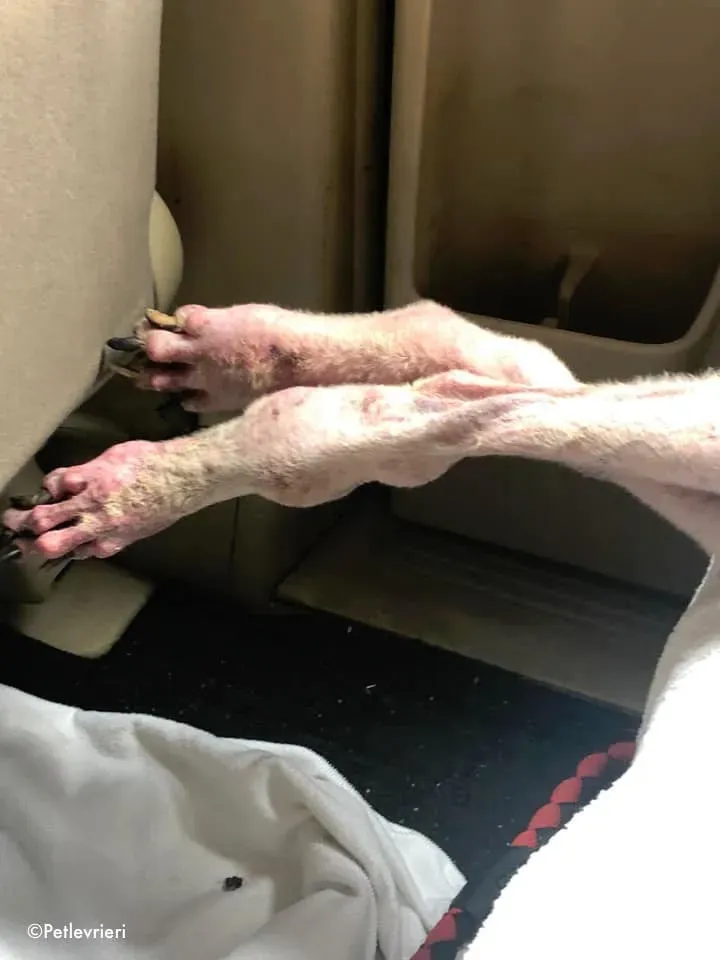 81045376 2687370711346767 6717976862724718592 n