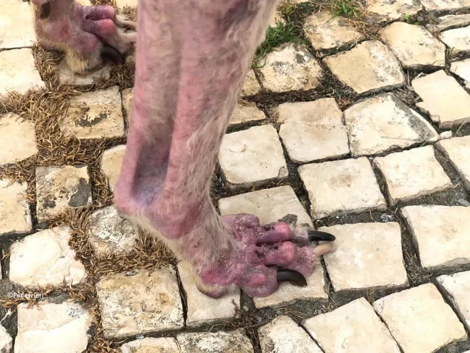 81078390 2687370691346769 6717097438106091520 n