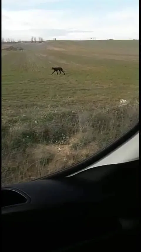 81793459 2621083871461494 5610906633673637888 n