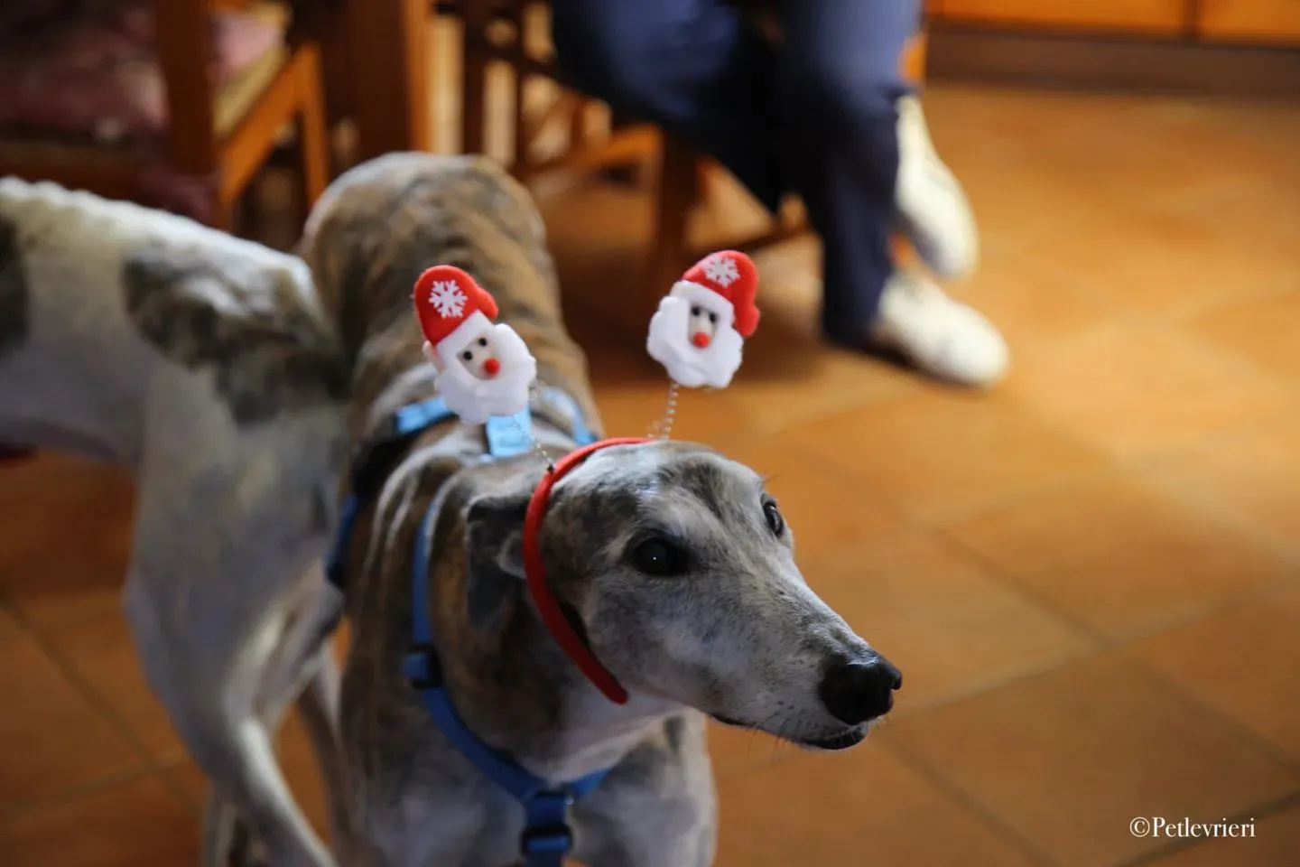 81802836 2760529760705276 5244387108319133696 n