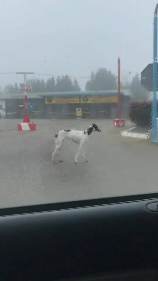 81875876 2621083368128211 9172470566953680896 n