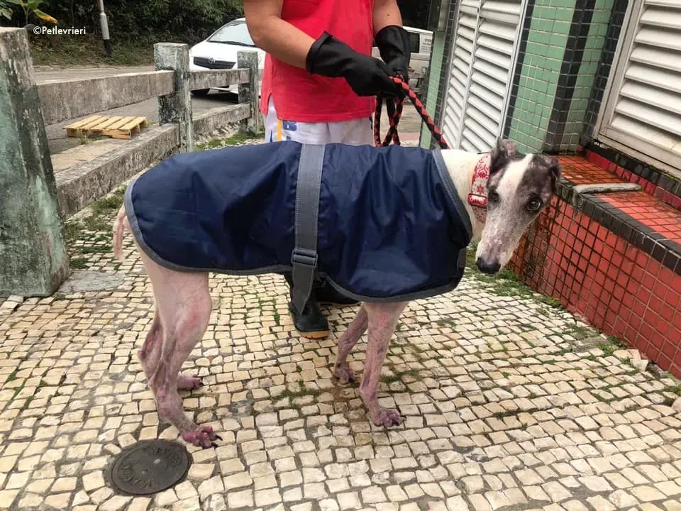 81916663 2687370588013446 3296394228678000640 n