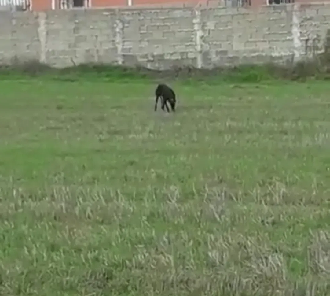 81939828 2621084191461462 5582594896453173248 o