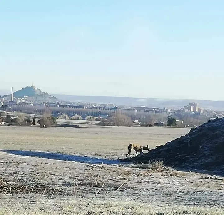 81968626 2621083941461487 808601166261780480 n