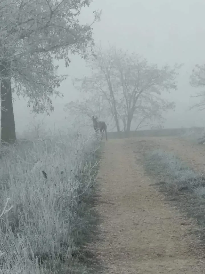 82217863 2621083434794871 6241987356958654464 n