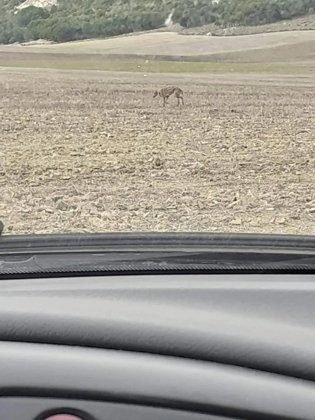 82621257 2621083818128166 4812958644163313664 o