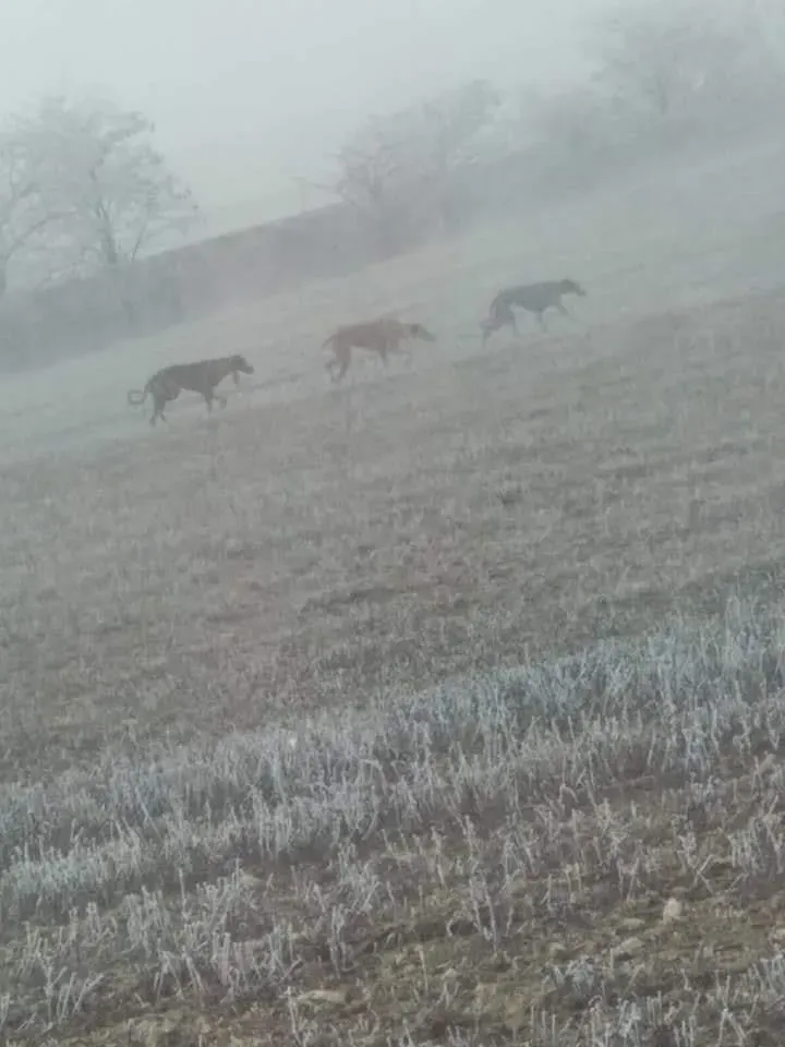 82877382 2621083218128226 1529007176259993600 n