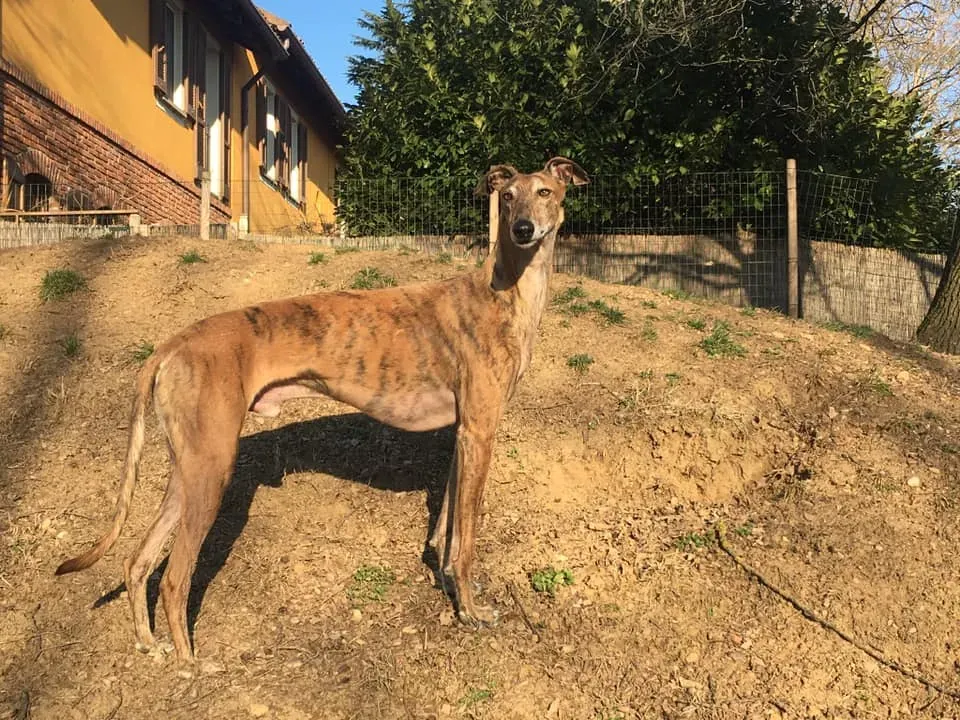 83731505 10157151822683246 7299856592445374464 n