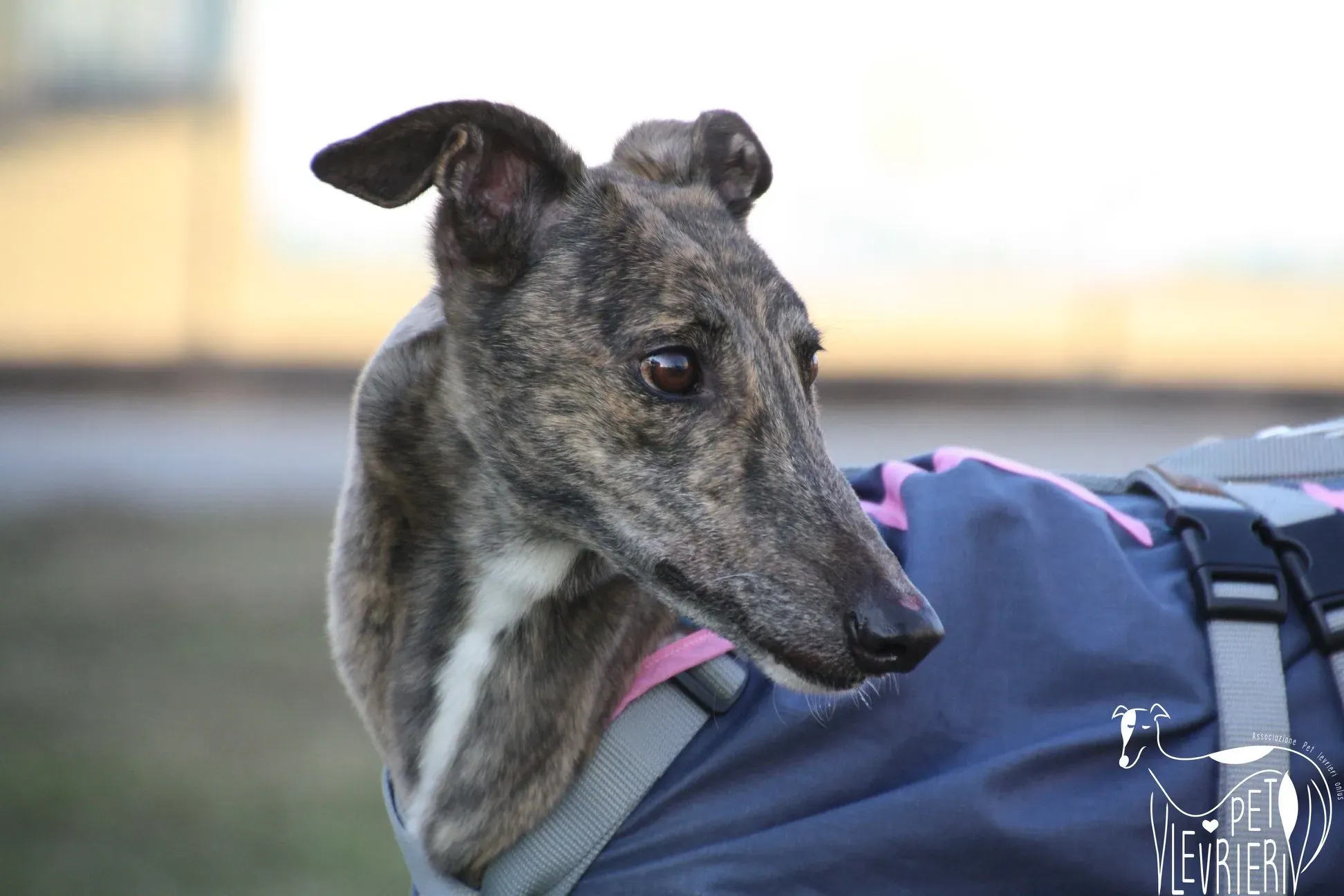 83E7921E 2E62 4DF6 8597 658BFAF9788B