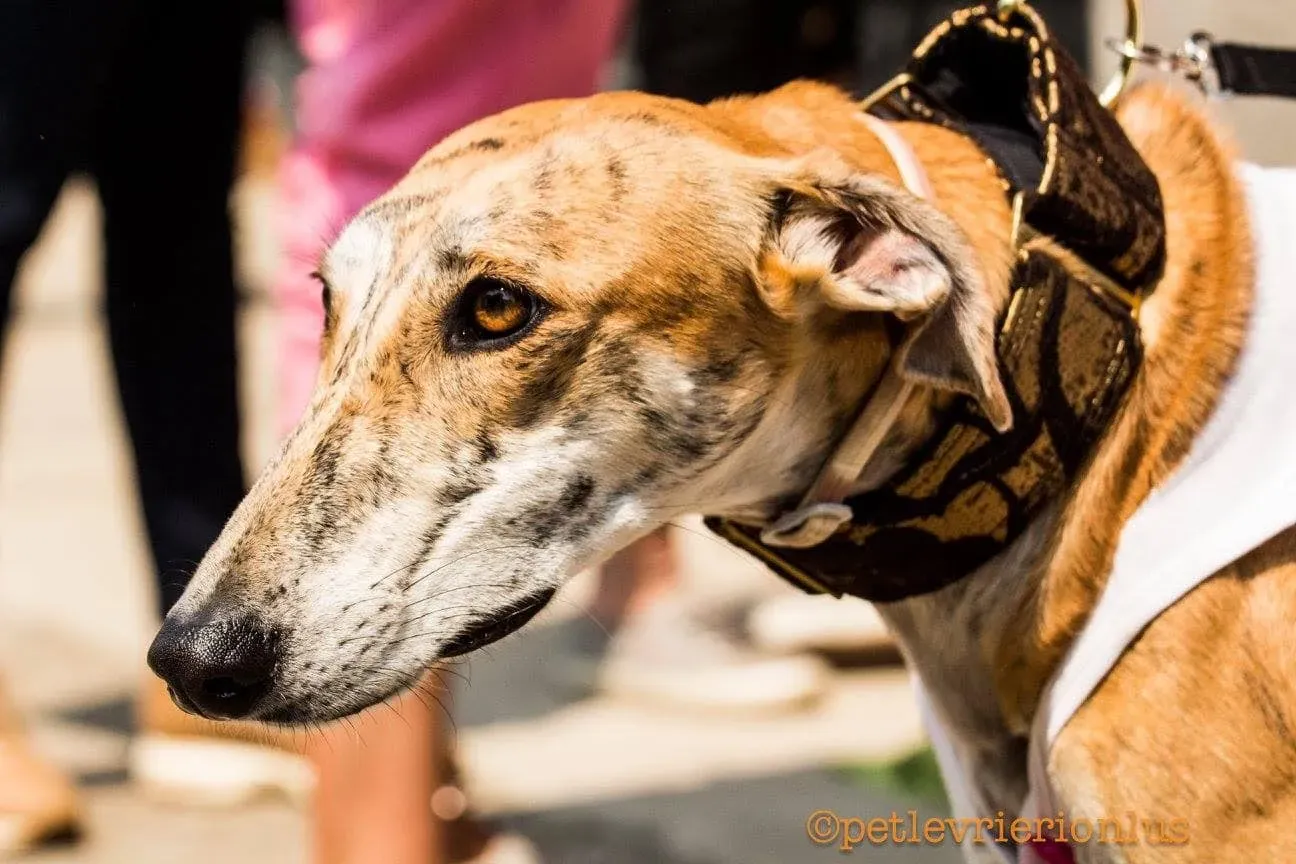 84483117 2559570704290417 4859793295431172096 n