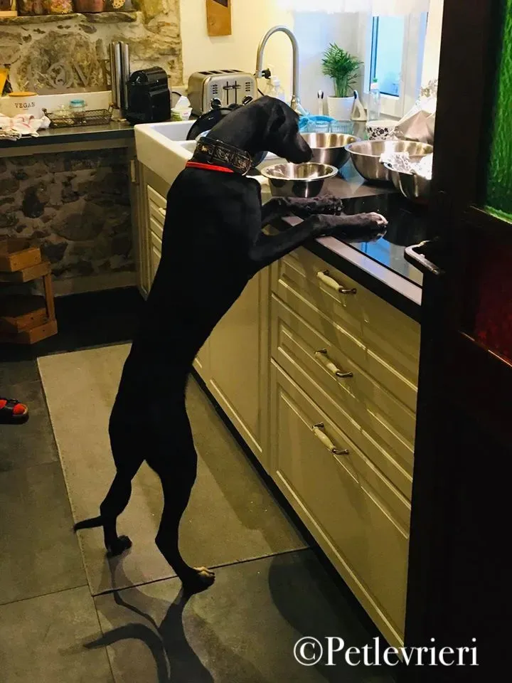 84665335 2558809541033200 325203795392856064 o