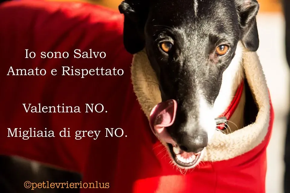 85200047 2789022304514940 2255612043837046784 o