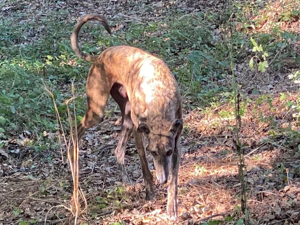 85e75323 d4d5 47b2 8851 183b89412766