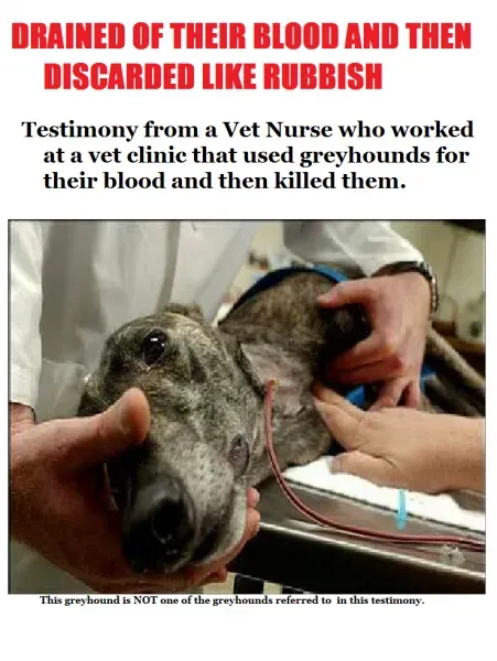 882815 557456730955574 398970080 o