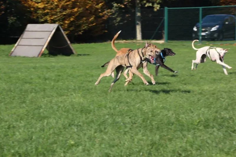 887511 10156228231750436 7187650338921731077 o