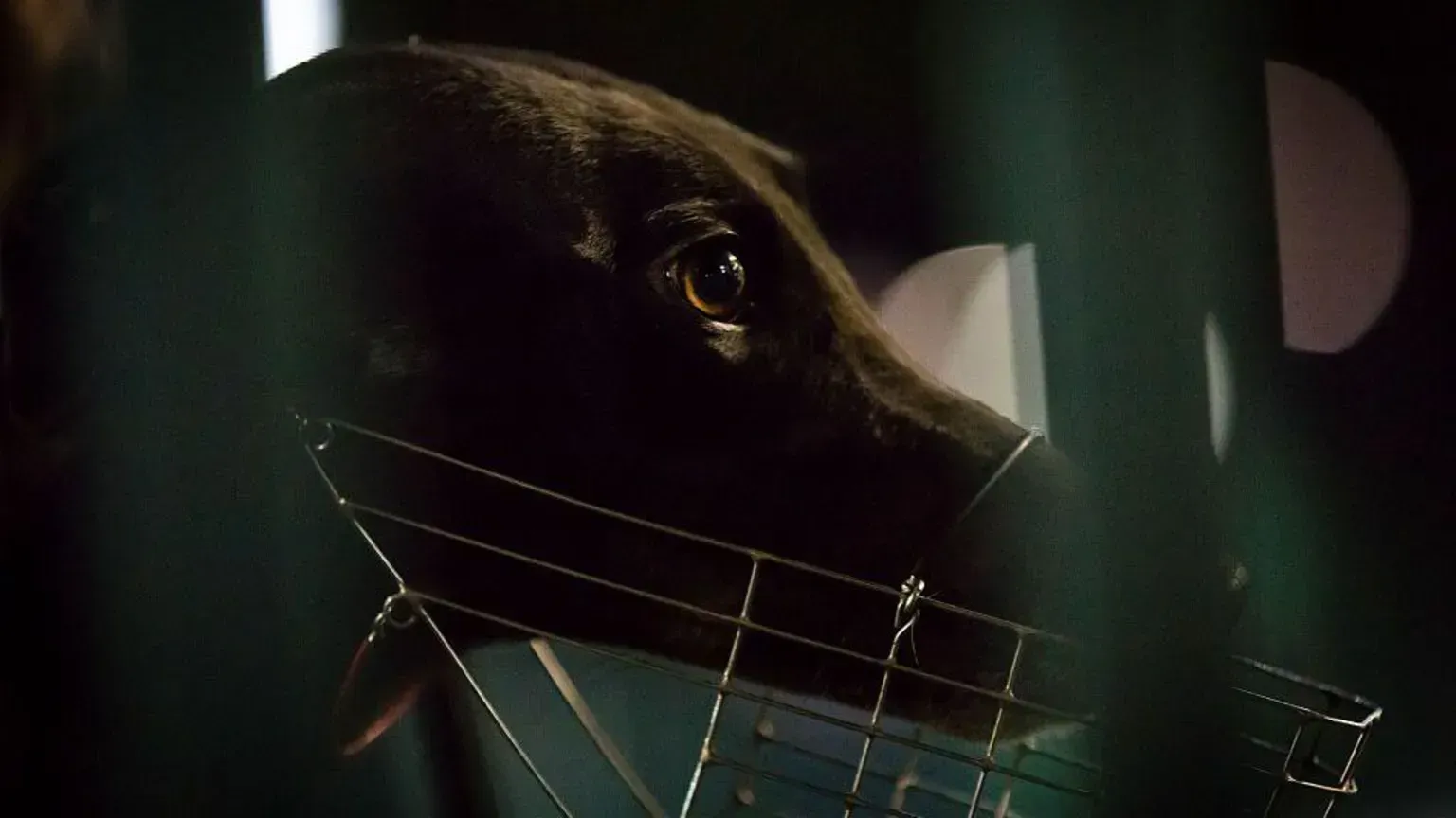 88fb4020 4404 11ef 8035 53cdc64d7ae0.jpg