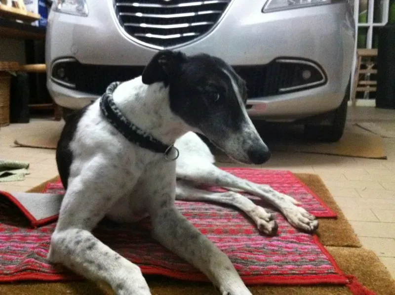 892664 10202963656885414 7155264897553779979 o