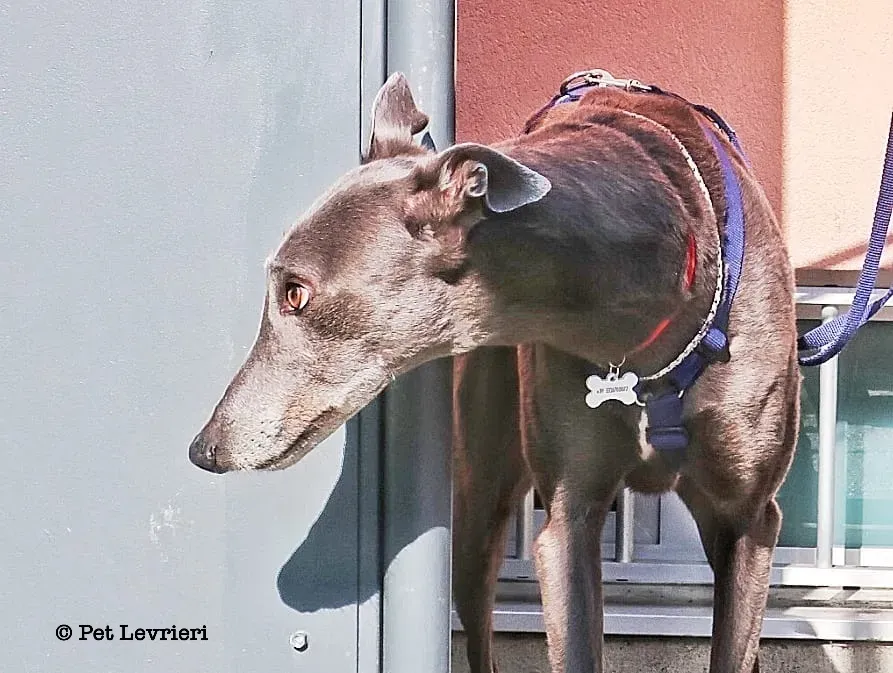 8BBCDA6B 7393 406D 8B90 B0B38ED5326B