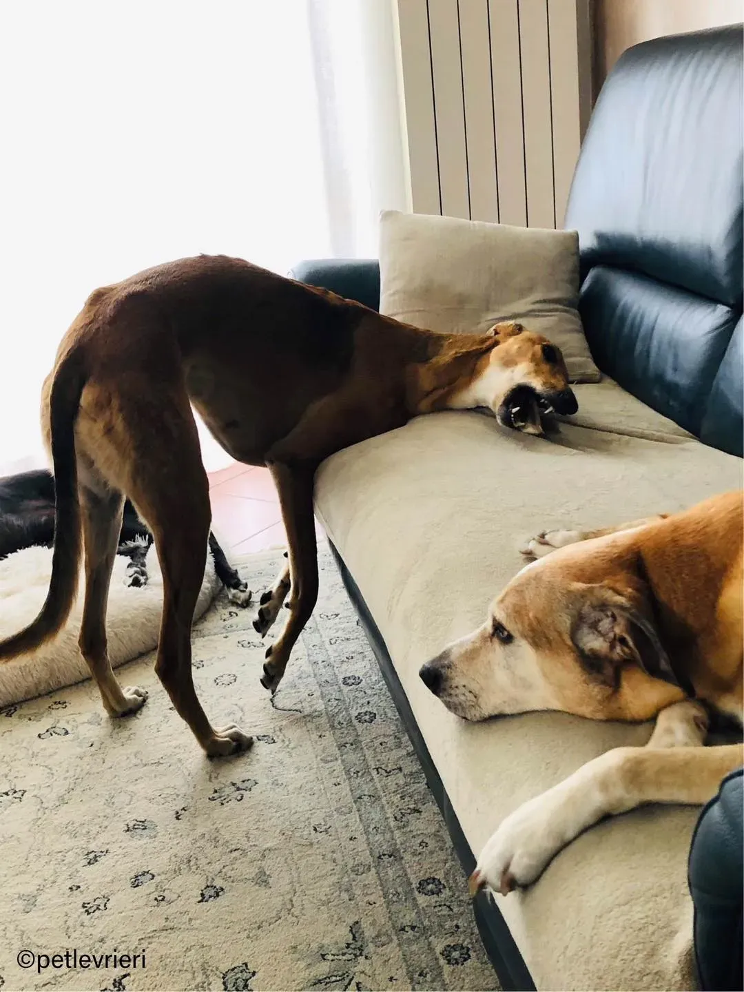 8Stevie lurcher pet levrieri felici casa