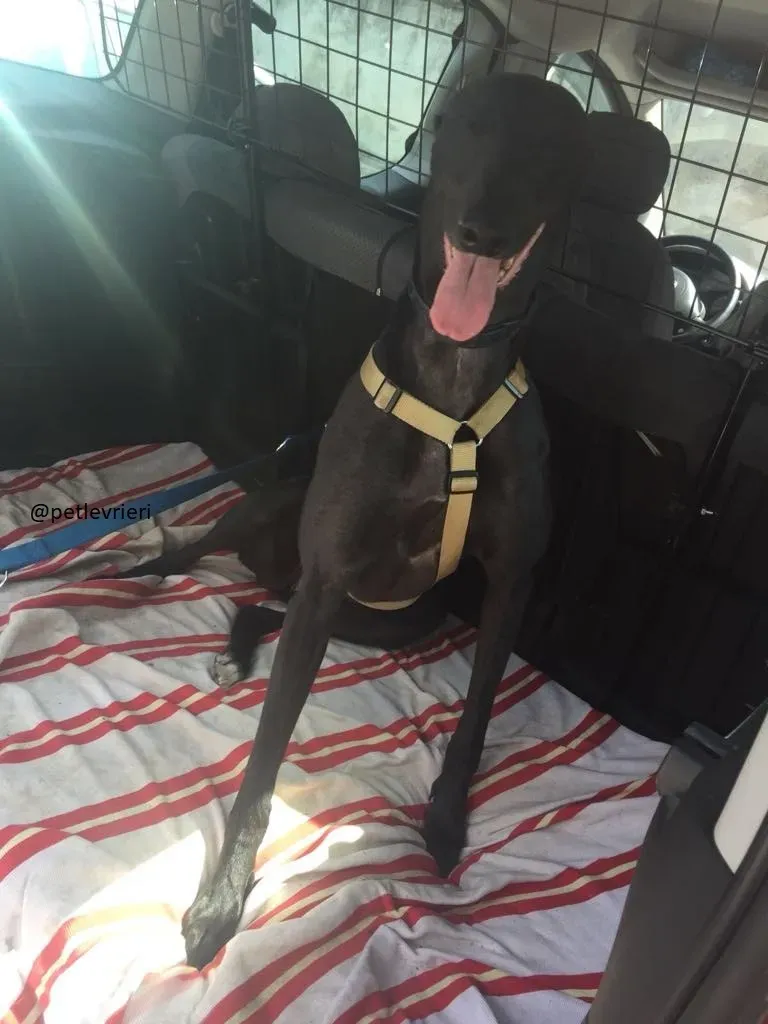 8 Doodle Greyhound rescue petlevrieri petlevrierionlus foster progettofoster