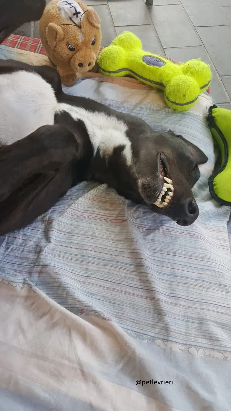 8 Jerry Greyhound rescue petlevrieri petlevrierionlus foster progettofoster