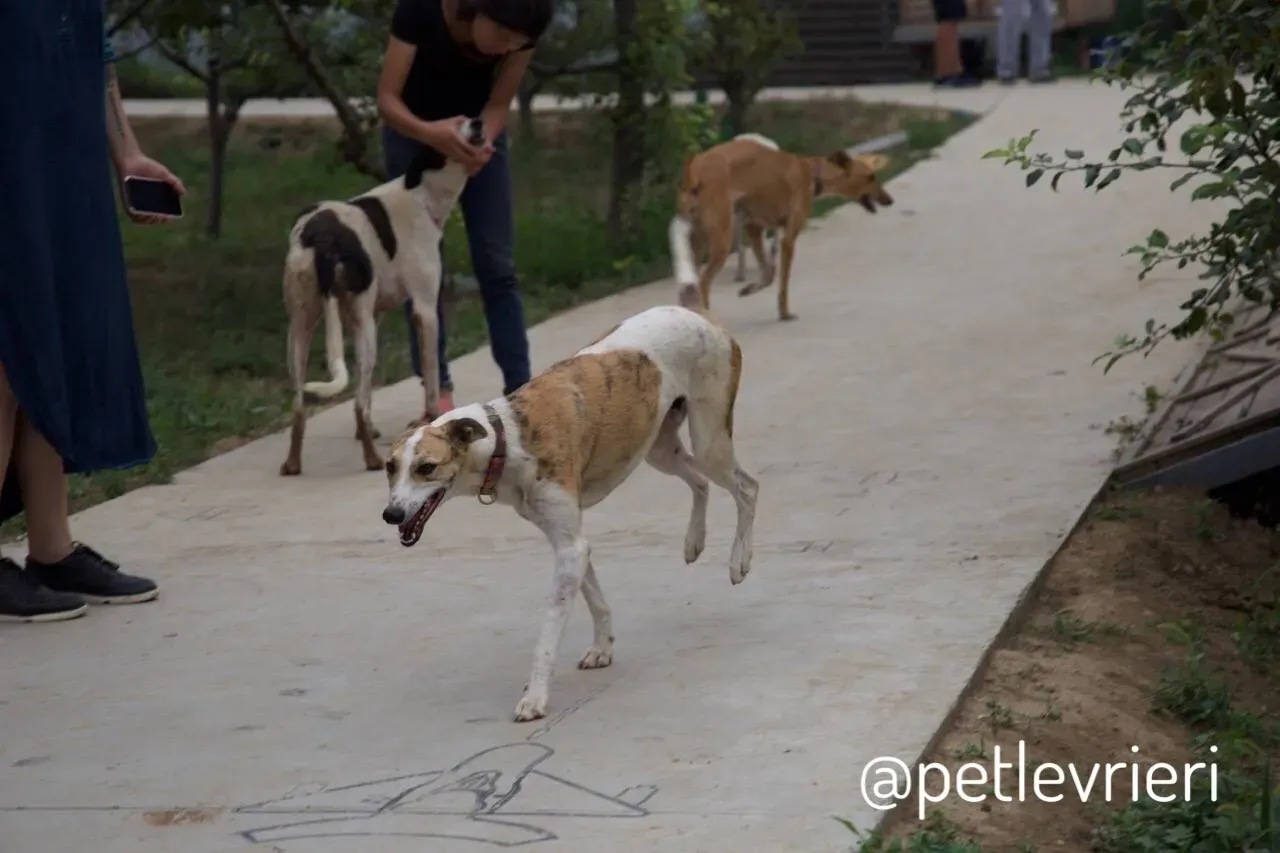 8 Sam whippet petlevrieri petlevrierionlus salvatomercatodellacarne cina maco.JPG